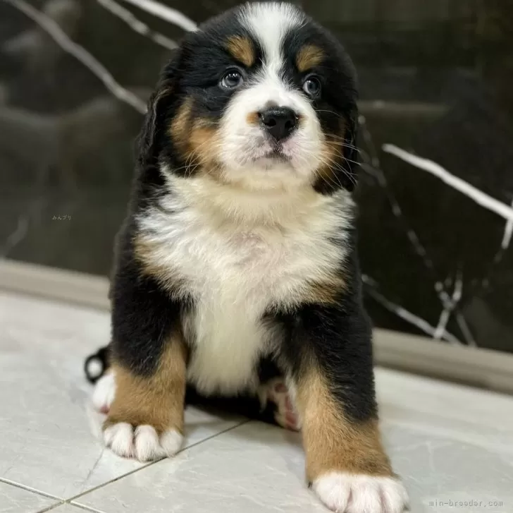 ID：2506-07241の子犬