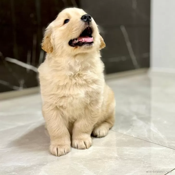 ワタナベ 様のお迎えした子犬