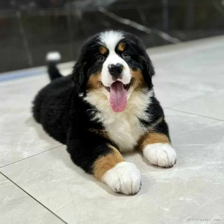 ID:2505-00806の子犬