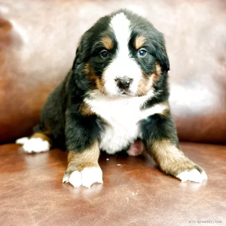 ID:2504-05076の子犬