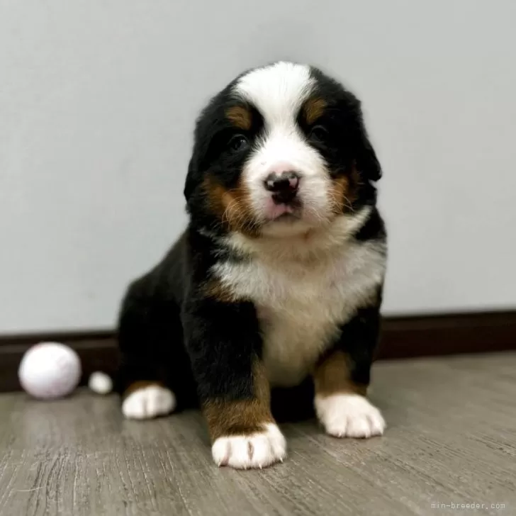 ID:2504-05095の子犬