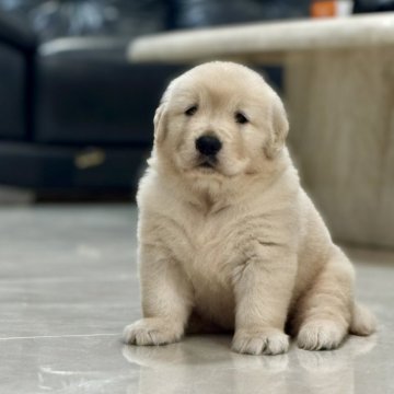 ゴールデンレトリバー【静岡県・女の子・2025年4月15日・クリーム】の写真「白に近い綺麗な毛色。可愛い😍女の子です。」