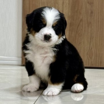 バーニーズ・マウンテン・ドッグ【静岡県・男の子・2025年9月12日・ブラックラスト&ホワイト】の写真「とっても可愛い男の子です。」