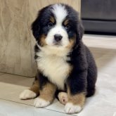 バーニーズ・マウンテン・ドッグ