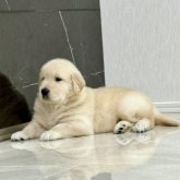 ゴールデンレトリバー