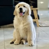 ゴールデンレトリバー