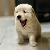 ゴールデンレトリバー