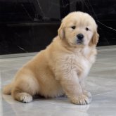 ゴールデンレトリバー
