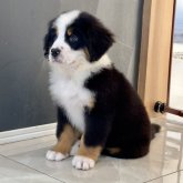 バーニーズ・マウンテン・ドッグ