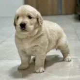 ゴールデンレトリバー【静岡県・女の子・2025年9月19日・クリーム/ゴールド】の写真2