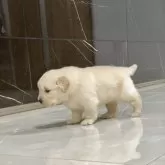 ゴールデンレトリバー【静岡県・女の子・2025年10月24日・クリーム/ゴールド】の写真3