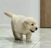 ゴールデンレトリバー【静岡県・男の子・2025年9月19日・クリーム】の写真4