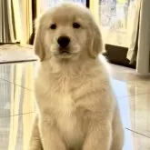 ゴールデンレトリバー【静岡県・男の子・2025年9月19日・ゴールド/クリーム】の写真4