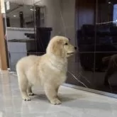 ゴールデンレトリバー【静岡県・男の子・2025年9月19日・ゴールド/クリーム】の写真7