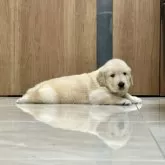 ゴールデンレトリバー【静岡県・男の子・2025年9月19日・クリーム】の写真8