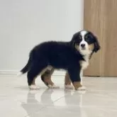 バーニーズ・マウンテン・ドッグ【静岡県・男の子・2025年9月12日・ブラックラスト&ホワイト】の写真8
