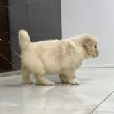 ゴールデンレトリバー【静岡県・男の子・2025年9月19日・ゴールド】の写真9