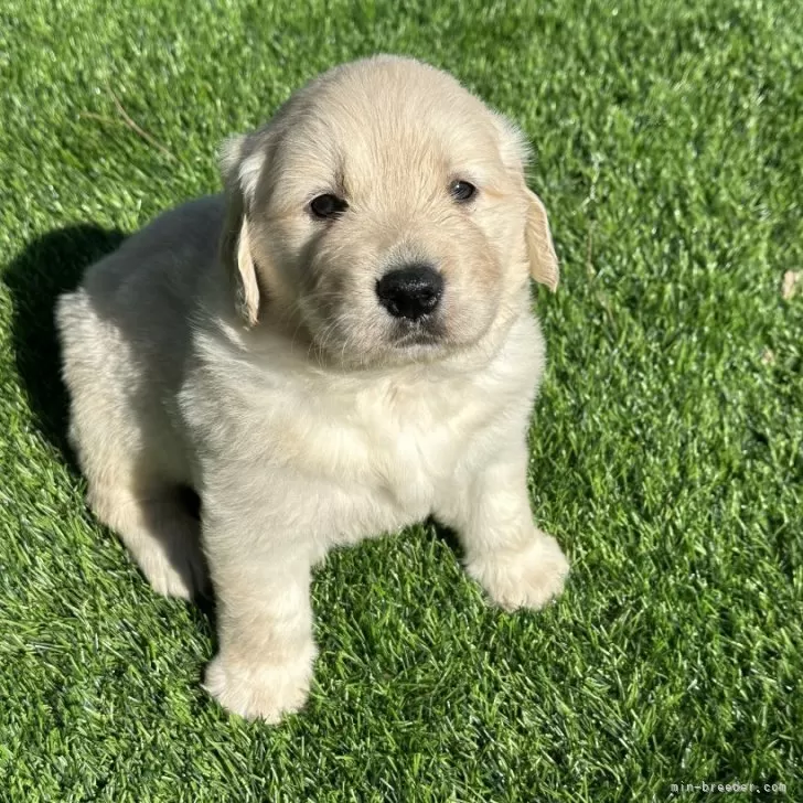 ID：2402-03079の子犬