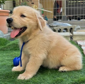 ゴールデンレトリバー【静岡県・男の子・2024年7月12日・ゴールデン】の写真「可愛い😍男の子です。」