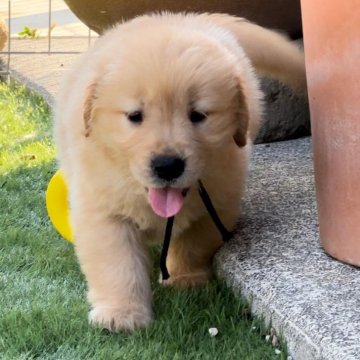 ゴールデンレトリバー【静岡県・男の子・2024年6月14日・ゴールデン】の写真「可愛い😍男の子です。」