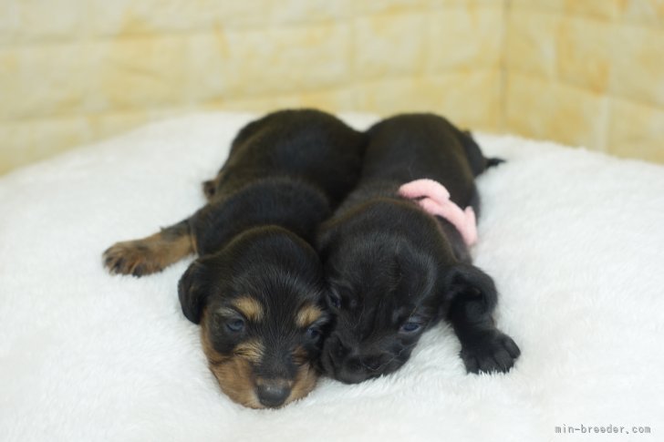 齋藤広光ブリーダーのブログ：10/10生ま　ジェニファーの仔誕生