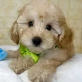 トイプードル(トイ)【岐阜県・男の子・2025年8月6日・アプリコット】の写真4