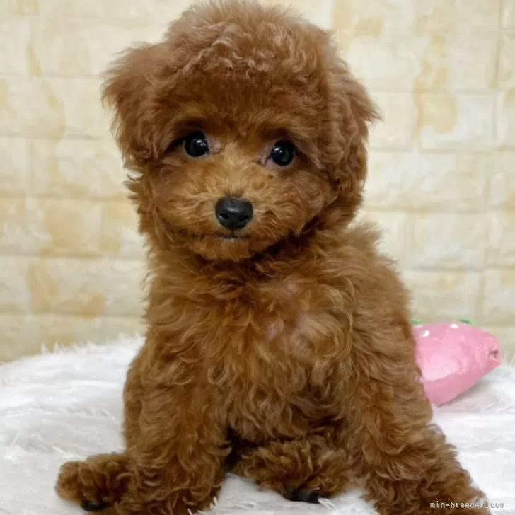 ID:2506-00447の子犬