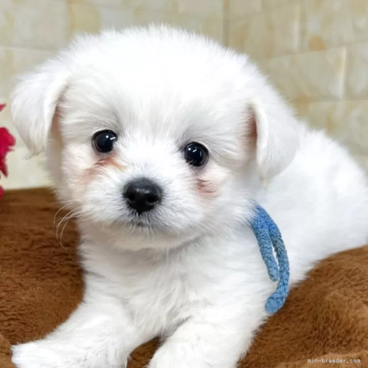 ミックス(ポメラニアン×ビションフリーゼ)【岐阜県・男の子・2025年10月2日・ホワイト&amp;クリーム】の写真1