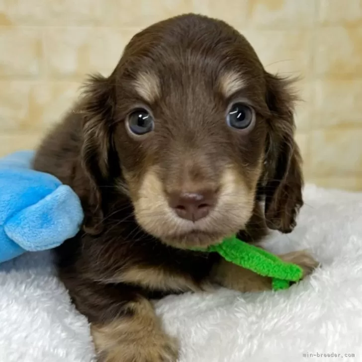 ID：2510-07332の子犬