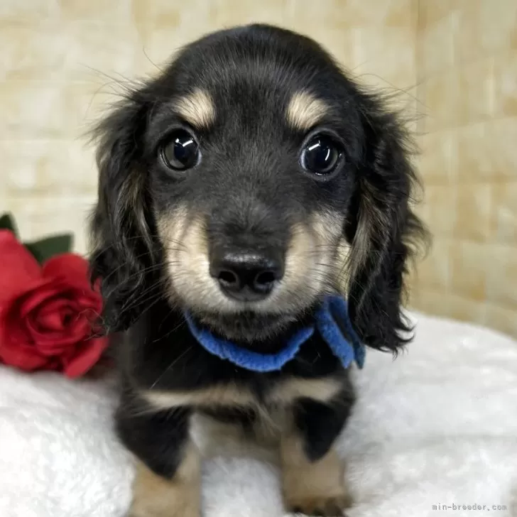 ミニチュアダックスフンド(ロング)【岐阜県・男の子・2025年9月20日・ブラック&amp;イエロー】の写真1