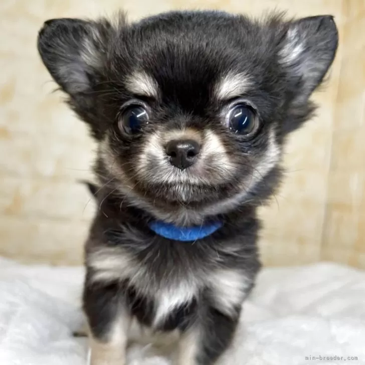 ID：2503-03225の子犬