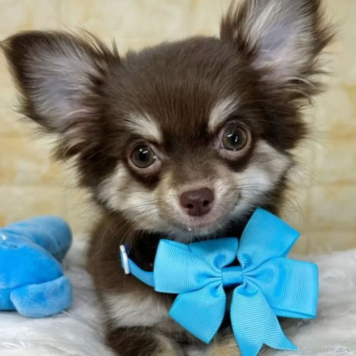 ID：2508-01210の子犬