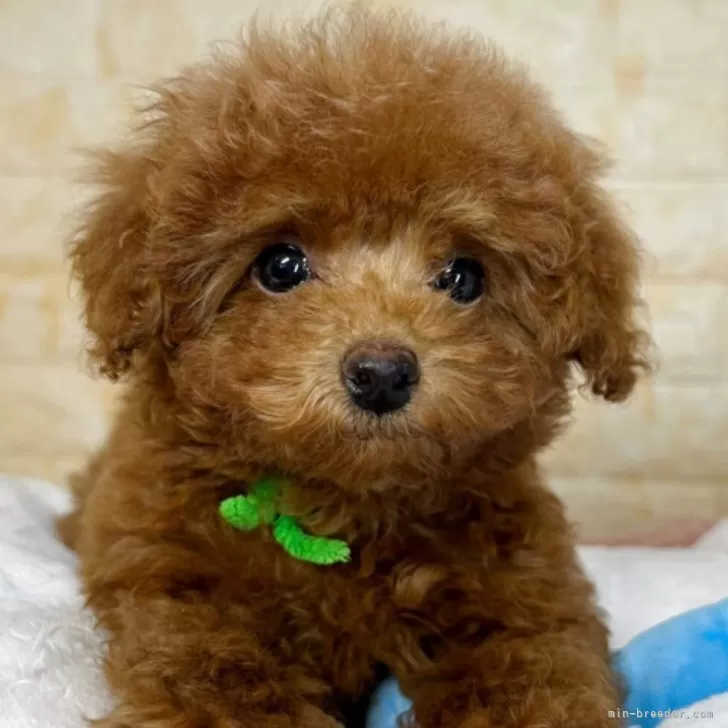 ID：2502-03472の子犬