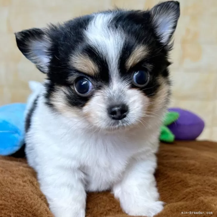 ID:2412-01857の子犬