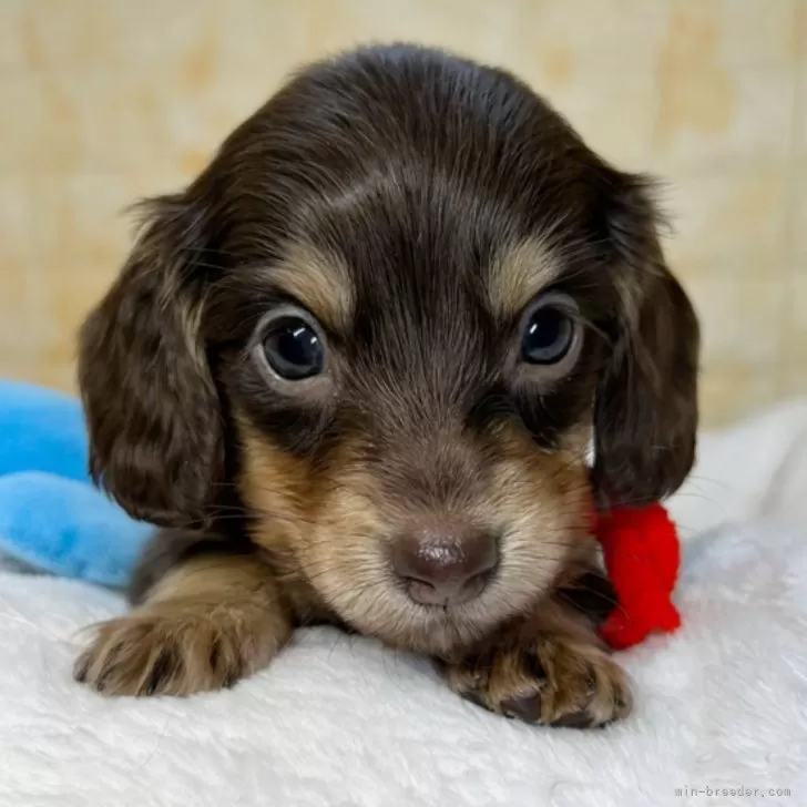 ID:2502-03433の子犬