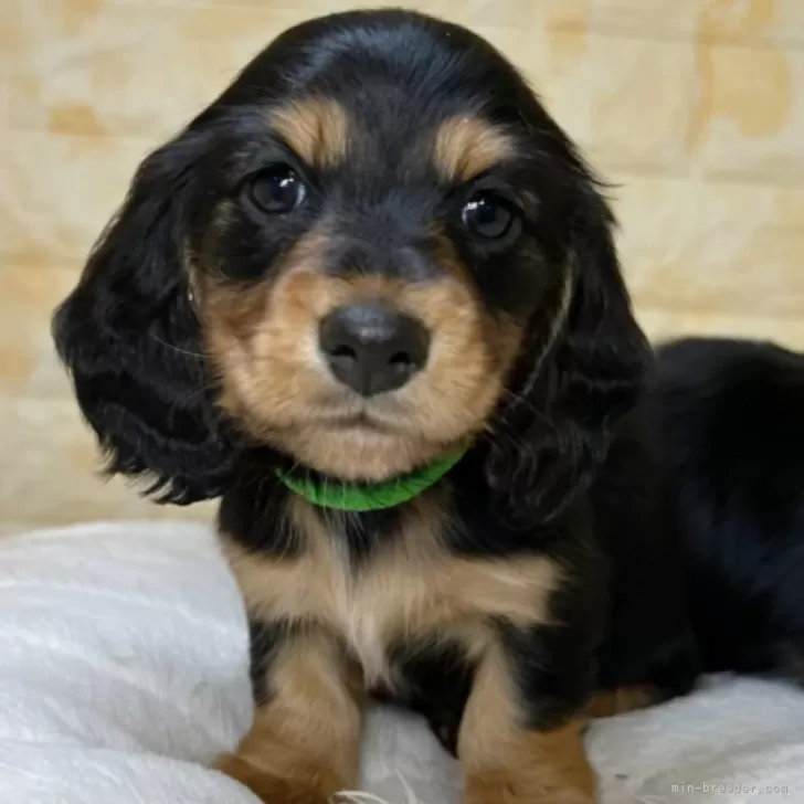 ID:2412-04033の子犬