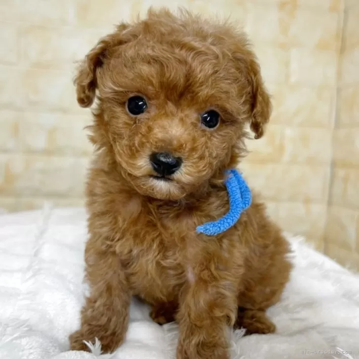 ID:2506-00445の子犬