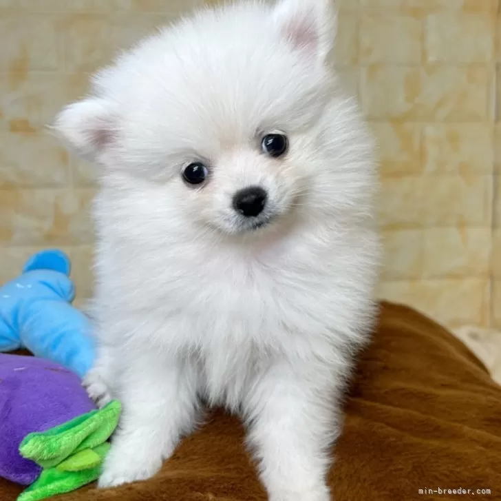 ID:2411-01082の子犬
