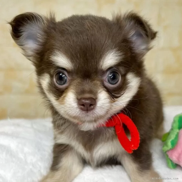 ID:2508-01213の子犬