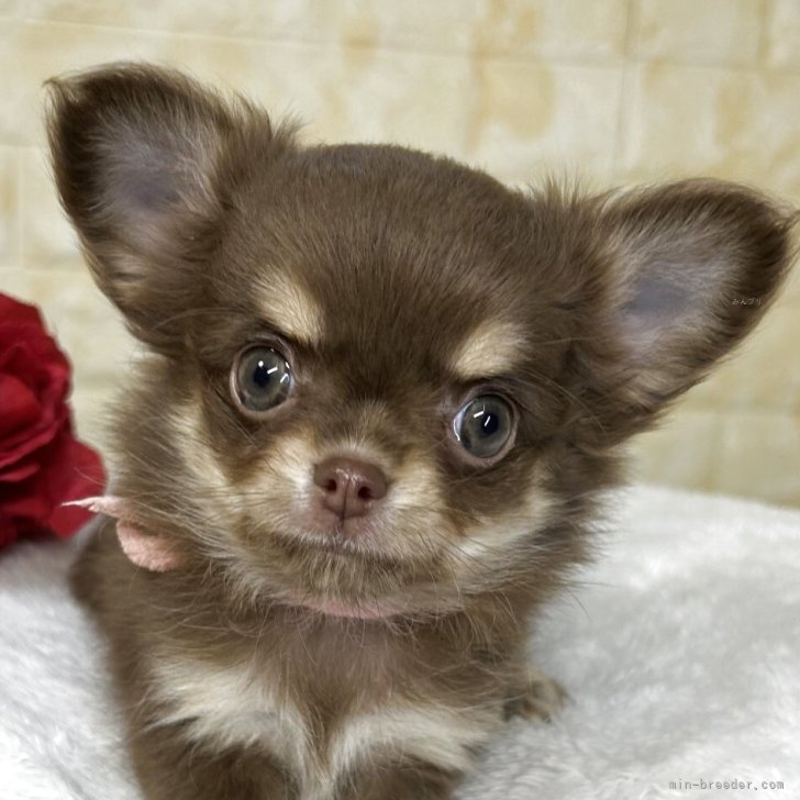 ブリーダー画像