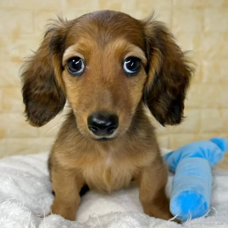 キャサリン 様のお迎えした子犬