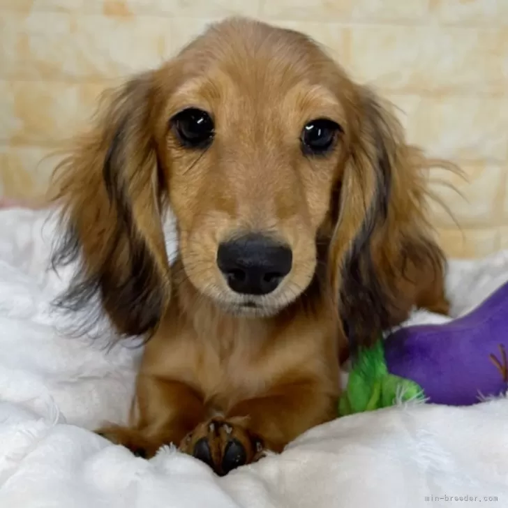 ID:2409-06571の子犬