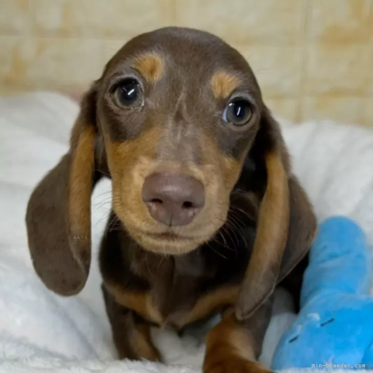 ぱーるさんは犬だけど猫 様のお迎えした子犬