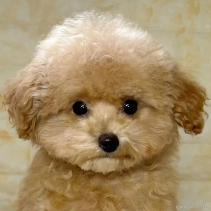 ID：2410-06651の子犬