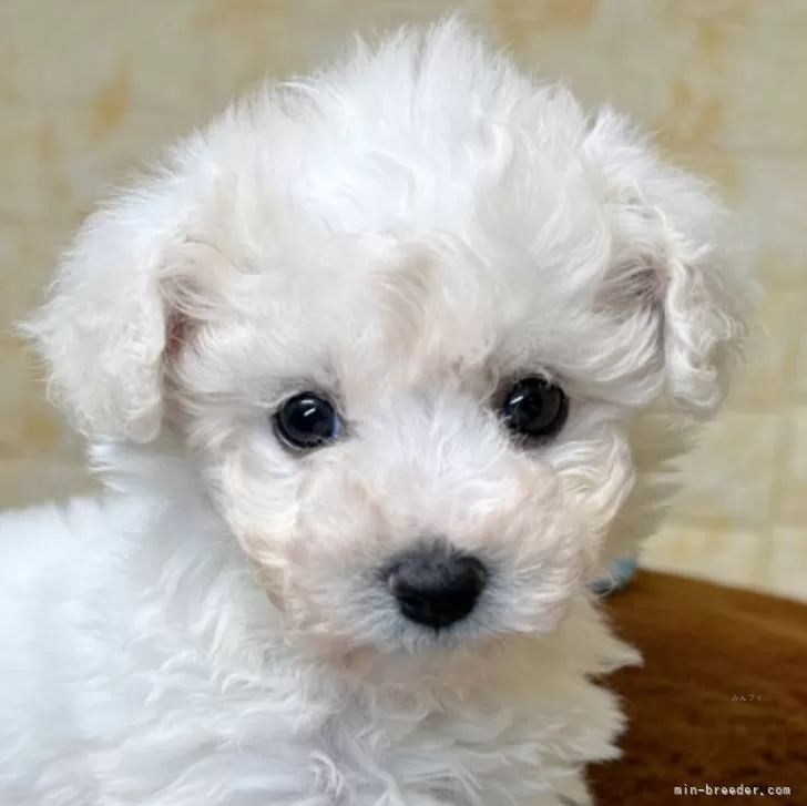 ID:2411-07084の子犬
