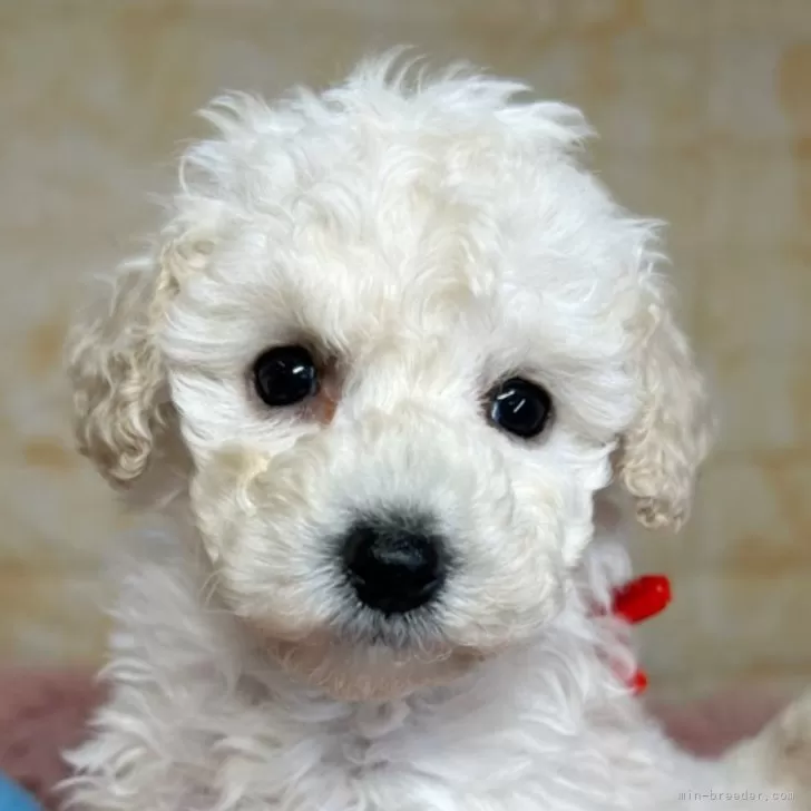 ID:2501-05353の子犬
