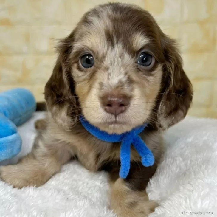 ID：2510-07334の子犬