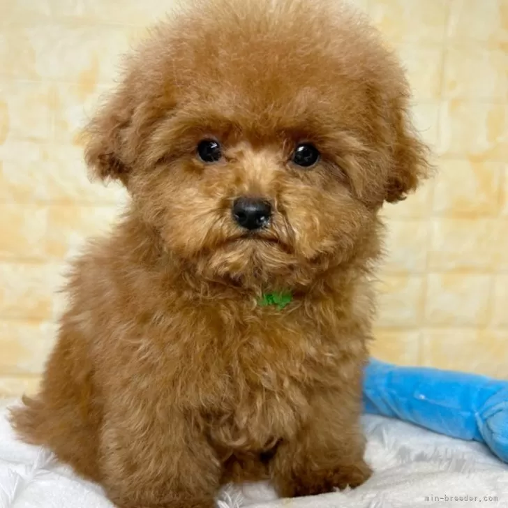 ID:2409-02336の子犬