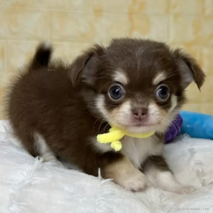 ID：2411-01874の子犬