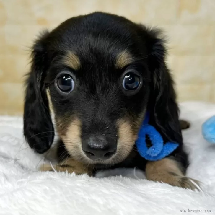 てちまる 様のお迎えした子犬